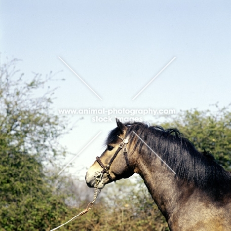 marcellus, exmoor pony stallion head study 