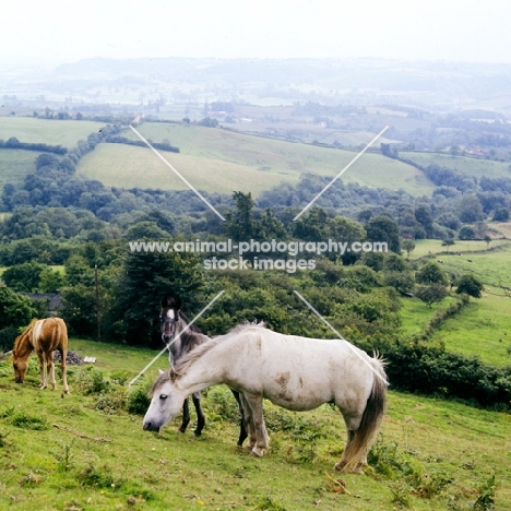 welsh mountain ponies on brecon beacons