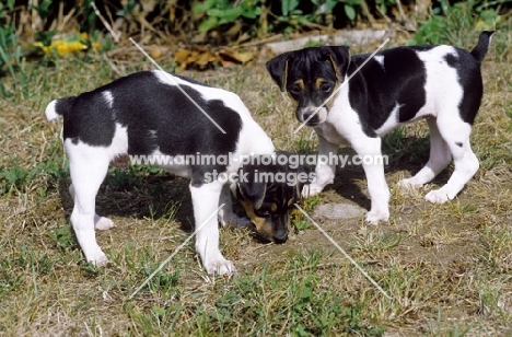 two Brazilian Terrier puppies