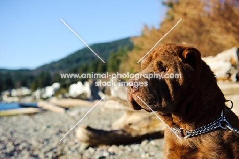 brown Shar Pei near shore