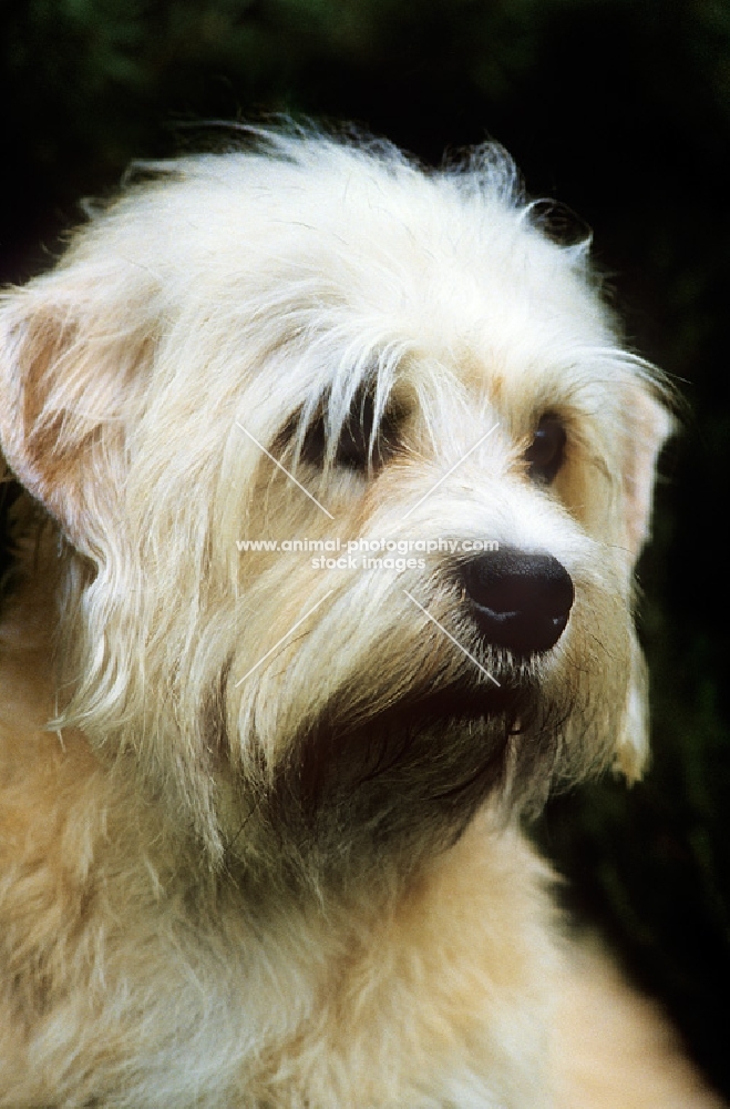 champion dandie dinmont portrait