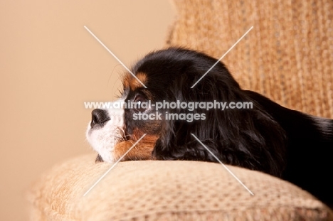 side view of Cavalier King Charles spaniel with head down on sofa