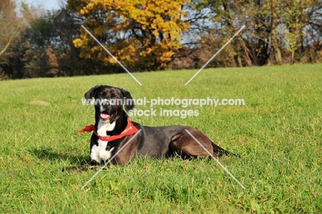 Mongrel lying on grass