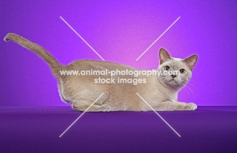 Tonkinese