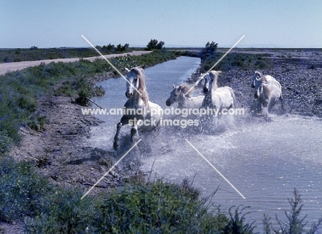 group of Camargue ponies cantering through water