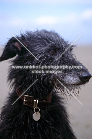 portrait of fern, the proud lurcher, wearing name tag