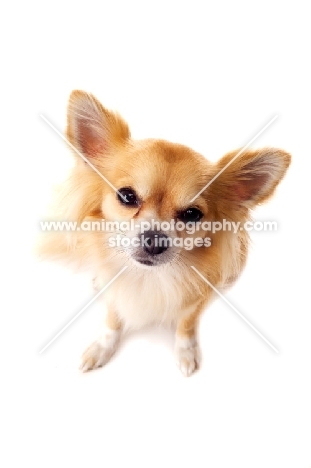 Long Haired Chihuahua isolated on a white