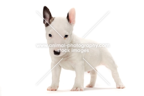 miniature Bull Terrier puppy on white background