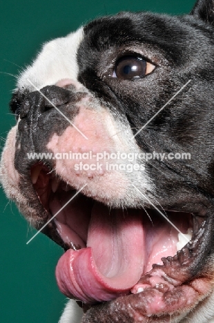 cute French Bulldog in green studio