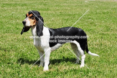 Berner Niederlaufhund (small swiss hound), side view