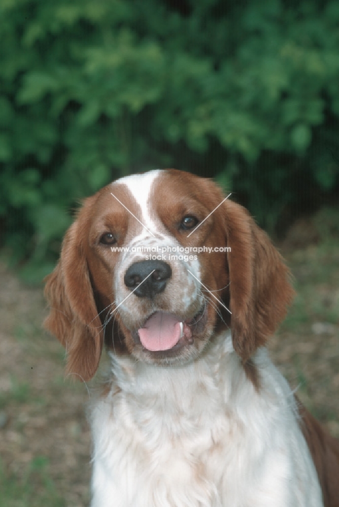 welsh springer spaniel, portrait