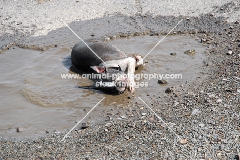 Boston Terrier enjoying a mud bath