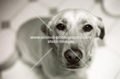 labrador waiting sitting patiently in kitchen