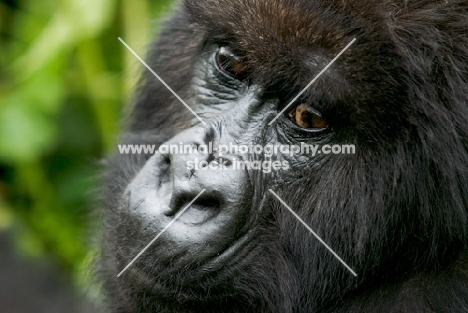 mountain gorilla in rwanda