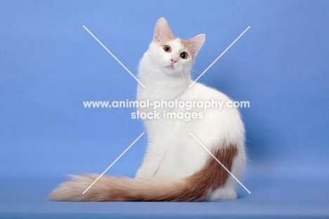 cream and white Turkish Van