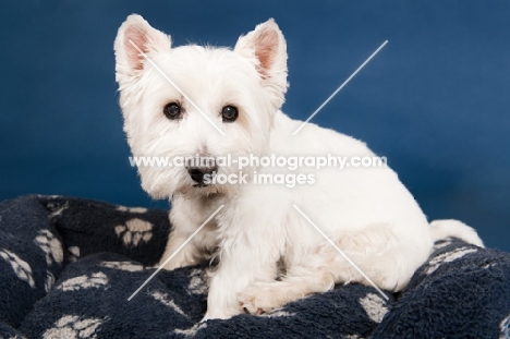 West Highland White Terrier sitting in basket