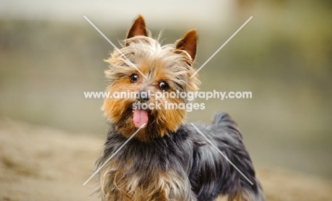 Yorkshire Terrier, blurred background