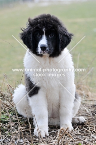 Newfoundlans Landseer puppy