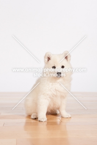 American Eskimo puppy on white background