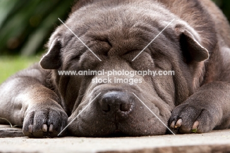 shar pei sleeping