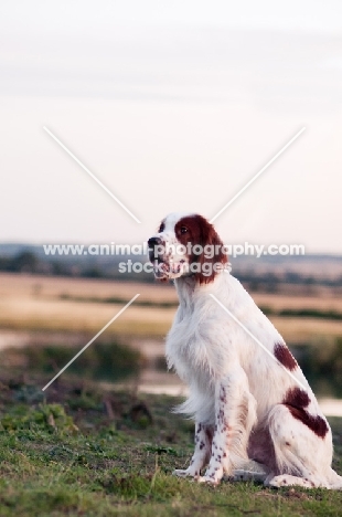 Irish red and white setter sitting down in sunset