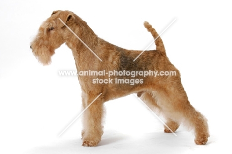 Red Grizzle Lakeland Terrier, Australian Grand Champion, posed