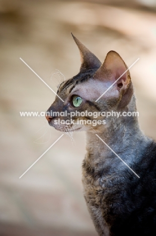 Cornish Rex, profile