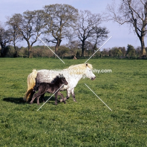 shetland pony mare and foal trotting  and cantering in field