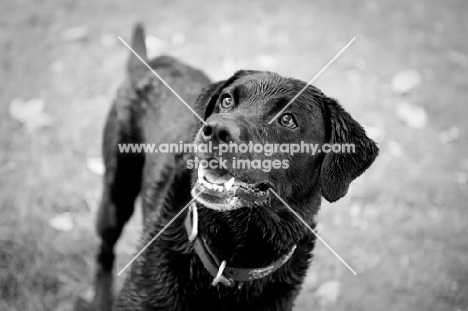 Portrait of a Black Labrador, excited and smiling.