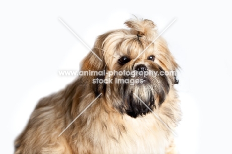 shih tzu portrait