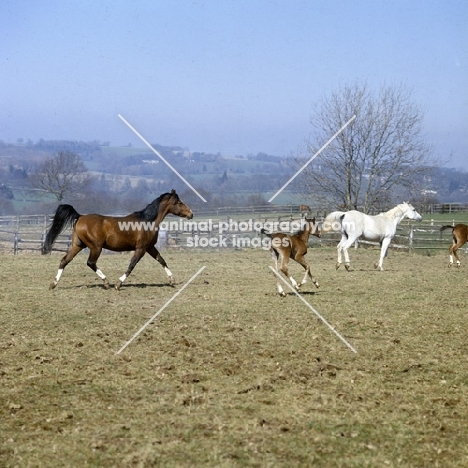 arab mare and foals running