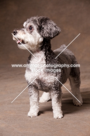 Schnoodle (Schnauzer cross Poodle)