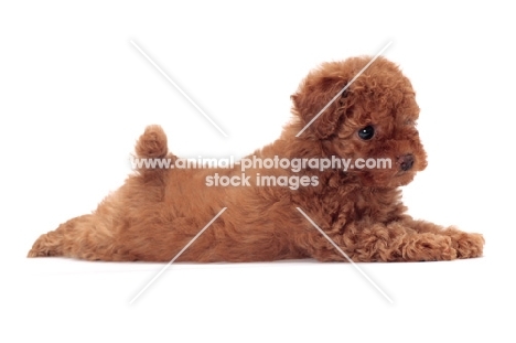 apricot coloured Toy Poodle puppy, lying down