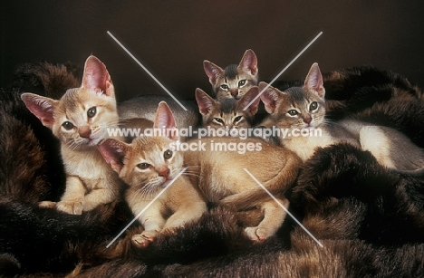 five Abyssinian kittens on a blanket