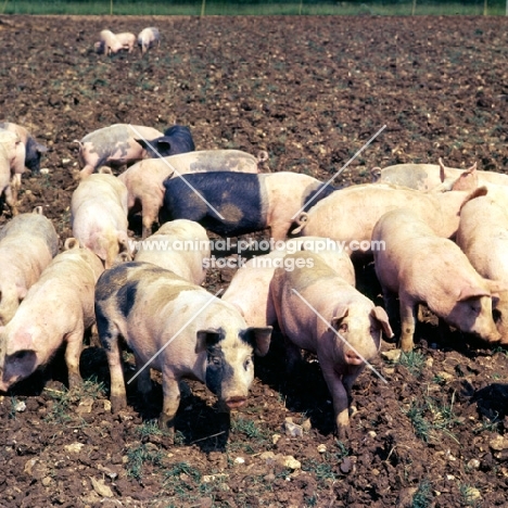 young commercial pigs free range in ploughed field