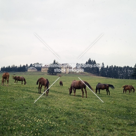 group of French Anglo Arab  horses grazing in field