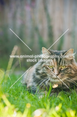 alert cat lying in grass