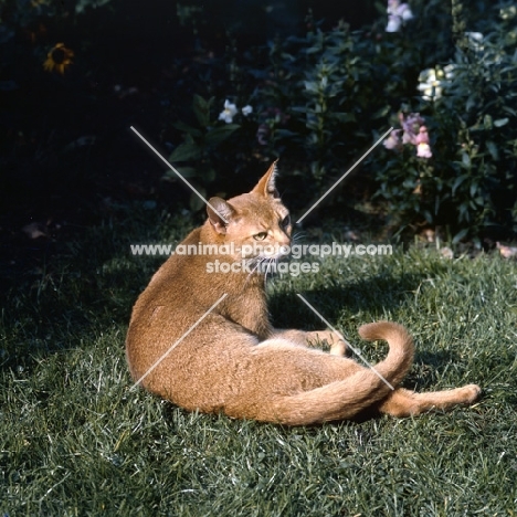 int ch dockaheems caresse red abyssinian cat lying down on grass