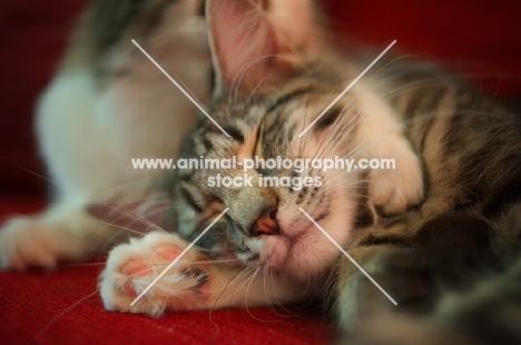 Two norwegian forest cat sleeping together on a red couch