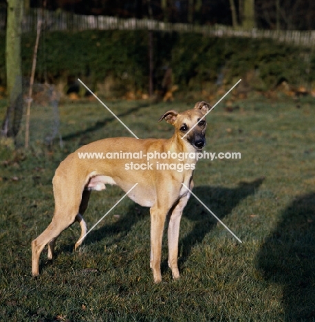 cute whippet