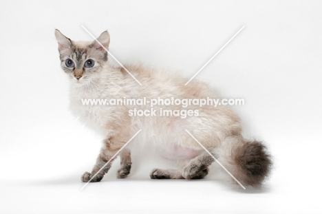 Laperm cat, Seal Tortie Lynx Point coloured, on white background