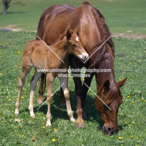 quarter horse mare and foal in usa 