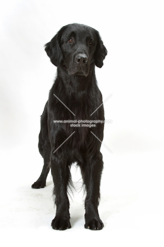 Australian champion flatcoat retriever on white background, front view