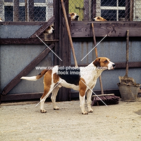 harrier standing in a enclosure at hunt kennels