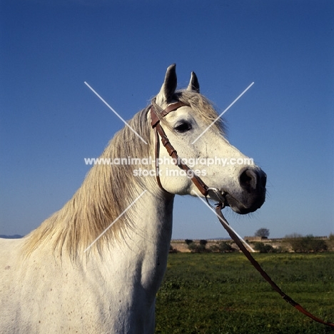 Ittaghia, Barb mare at Meknes head and shoulders