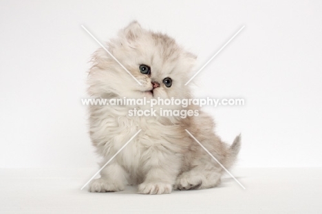 Chinchilla Silver Persian kitten sitting in studio