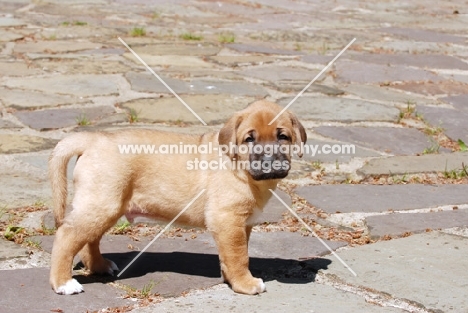 Broholmer puppy standing on pavement