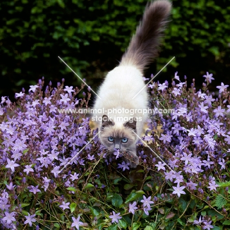 colourpoint cat, blue point, ready to jump. (Aka: Persian or Himalayan)