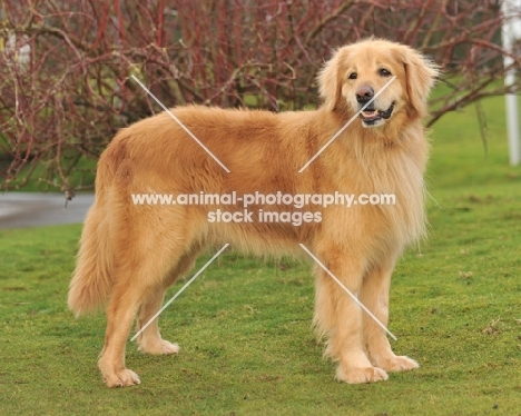Hovawart dog standing on grass