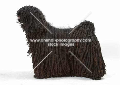 Australian Champion Puli, looking ahead